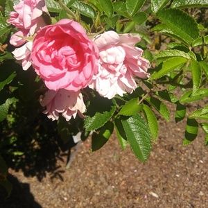 Meet your Posher, Taylor